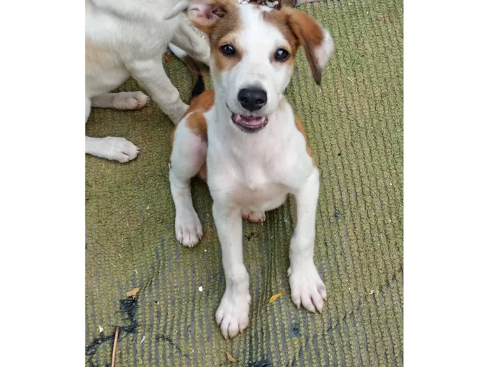 Cachorro raça SRD-ViraLata idade 2 a 6 meses nome Paçoca 