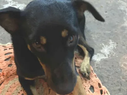 Cachorro raça SRD-ViraLata idade 2 anos nome Lola 