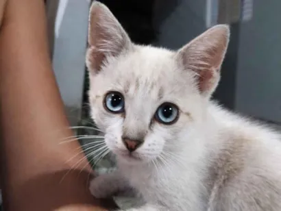 Gato raça SRD-ViraLata idade Abaixo de 2 meses nome Pitoco