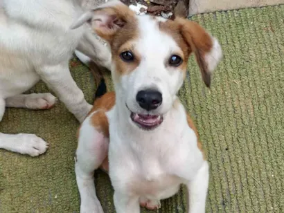 Cachorro raça SRD-ViraLata idade 2 a 6 meses nome Paçoca 