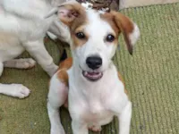 Cachorro raça SRD-ViraLata idade 2 a 6 meses nome Paçoca 