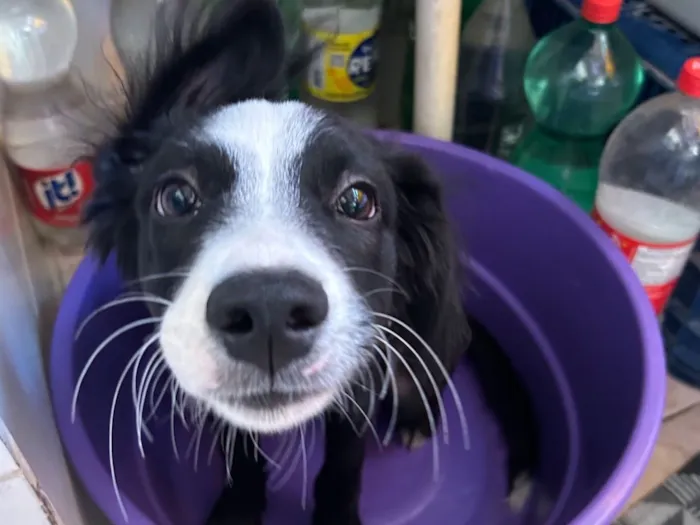 Cachorro raça SRD-ViraLata idade 2 a 6 meses nome Pitoco