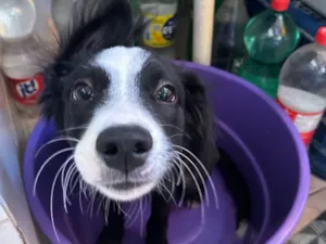 Cachorro raça SRD-ViraLata idade 2 a 6 meses nome Pitoco