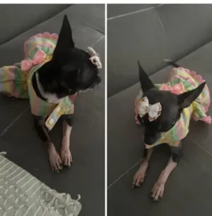 Cachorro raça SRD-ViraLata idade Abaixo de 2 meses nome FABIANA BIANA BIBI