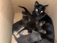 Gato raça SRD-ViraLata idade 1 ano nome Preta  