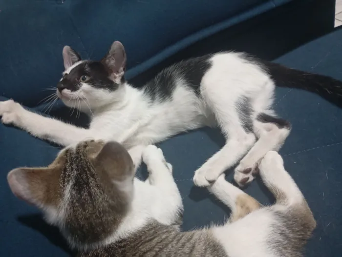 Gato raça SRD-ViraLata idade 2 a 6 meses nome Frajola