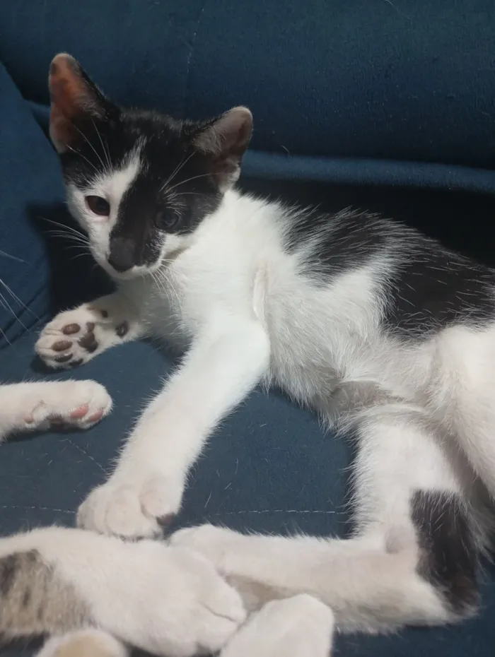 Gato raça SRD-ViraLata idade 2 a 6 meses nome Frajola