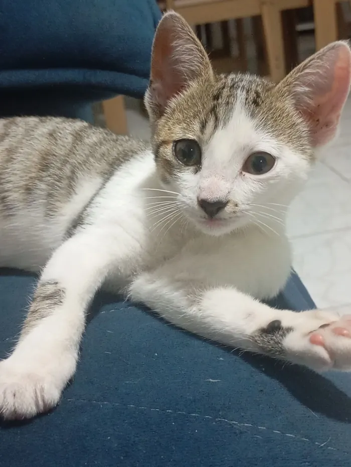 Gato raça SRD-ViraLata idade 2 a 6 meses nome Gamora