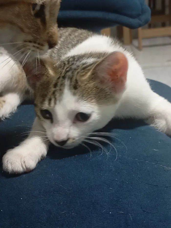 Gato raça SRD-ViraLata idade 2 a 6 meses nome Gamora
