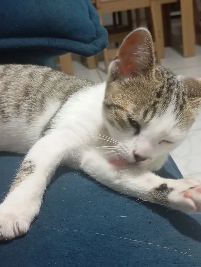 Gato raça SRD-ViraLata idade 2 a 6 meses nome Gamora