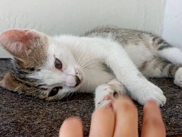 Gato raça SRD-ViraLata idade 2 a 6 meses nome Gamora