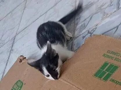 Gato raça SRD-ViraLata idade 2 a 6 meses nome Frajola