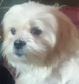 Cachorro raça Lhasa Apso idade 6 ou mais anos nome TEDDY