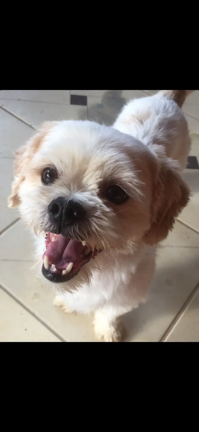 Cachorro raça Lhasa Apso idade 6 ou mais anos nome TEDDY