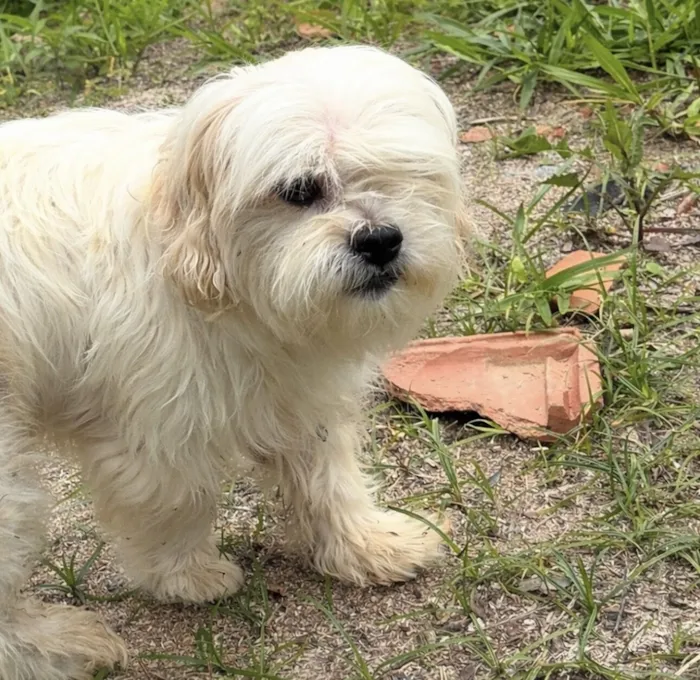 Cachorro raça Lhasa Apso idade 6 ou mais anos nome TEDDY