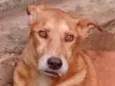 Cachorro raça SRD-ViraLata idade 1 ano nome Caramelo 