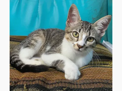 Gato raça SRD-ViraLata idade 2 a 6 meses nome Rajadinha 