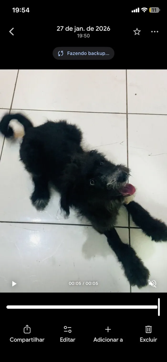 Cachorro raça SRD-ViraLata idade 2 a 6 meses nome Graxa ????