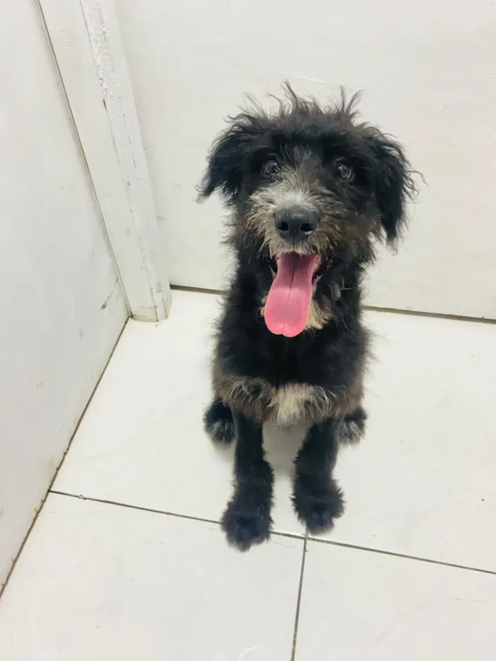 Cachorro raça SRD-ViraLata idade 2 a 6 meses nome Graxa ????