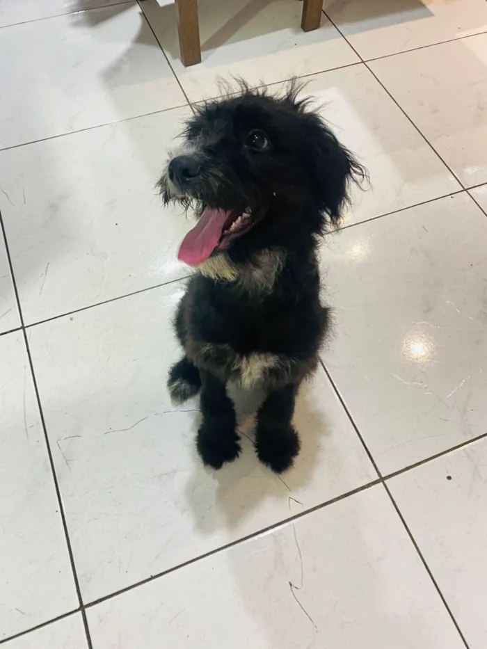 Cachorro raça SRD-ViraLata idade 2 a 6 meses nome Graxa ????