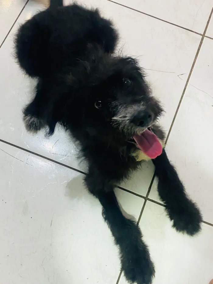 Cachorro raça SRD-ViraLata idade 2 a 6 meses nome Graxa ????