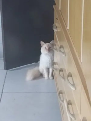 Gato raça Persa idade 2 anos nome Angel