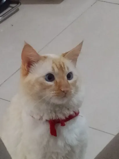 Gato raça Persa idade 1 ano nome Angel