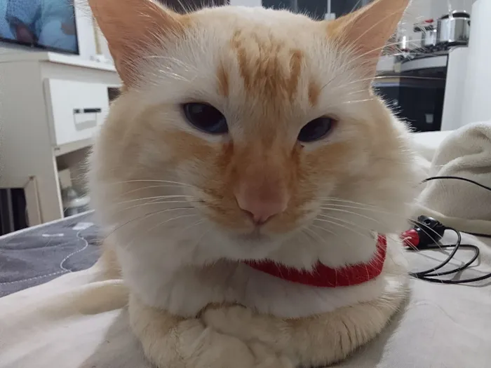Gato raça Persa idade 1 ano nome Angel