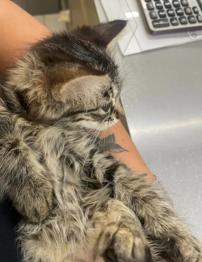 Gato raça SRD-ViraLata idade Abaixo de 2 meses nome Doação de Gatinho