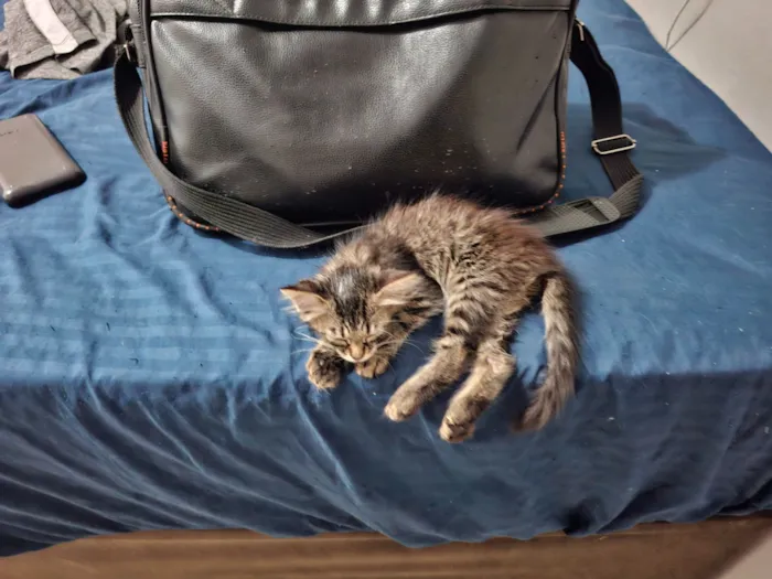 Gato raça SRD-ViraLata idade Abaixo de 2 meses nome Doação de Gatinho