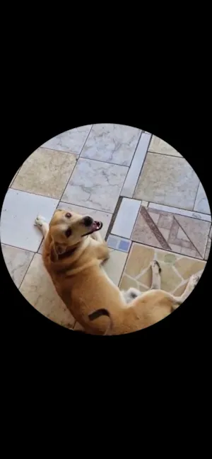 Cachorro raça SRD-ViraLata idade 6 ou mais anos nome Toi