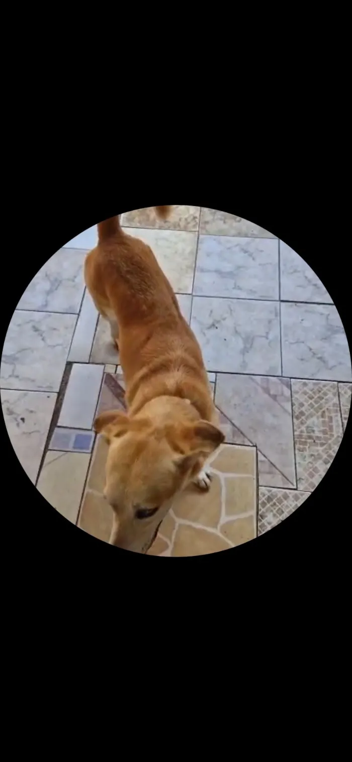 Cachorro raça SRD-ViraLata idade 6 ou mais anos nome Toi