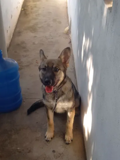 Cachorro raça Pastor Alemão idade 1 ano nome Iggy