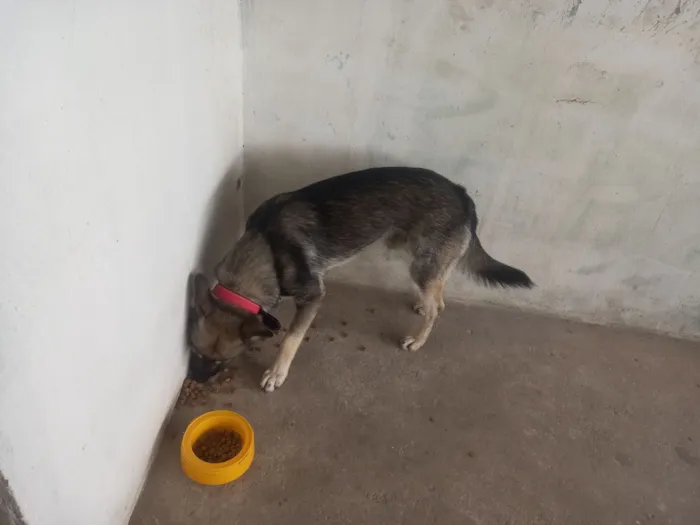 Cachorro raça Pastor Alemão idade 1 ano nome Iggy