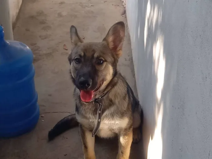 Cachorro raça Pastor Alemão idade 7 a 11 meses nome Iggy