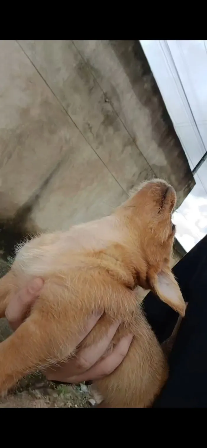 Cachorro raça SRD-ViraLata idade Abaixo de 2 meses nome Sem nome