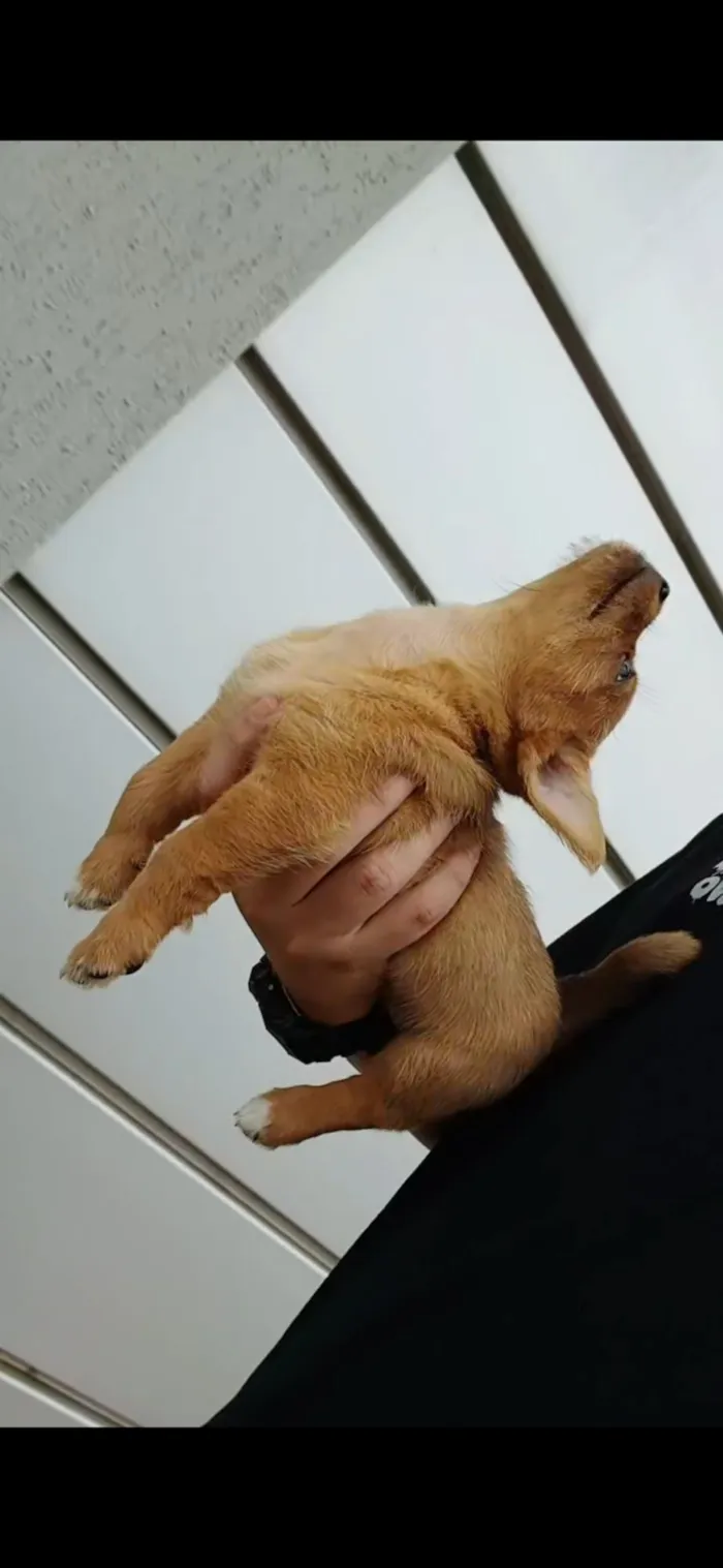 Cachorro raça SRD-ViraLata idade Abaixo de 2 meses nome Sem nome