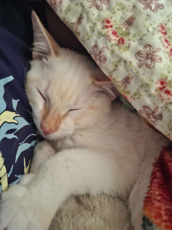 Gato raça SRD-ViraLata idade 2 a 6 meses nome Toria