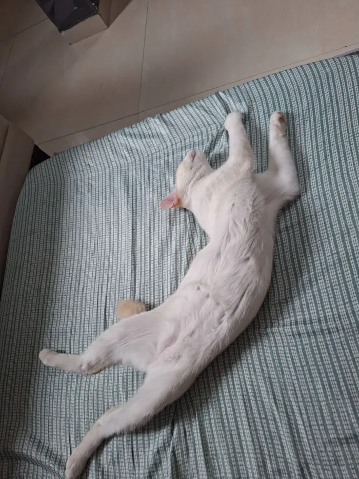 Gato raça SRD-ViraLata idade 2 a 6 meses nome Toria