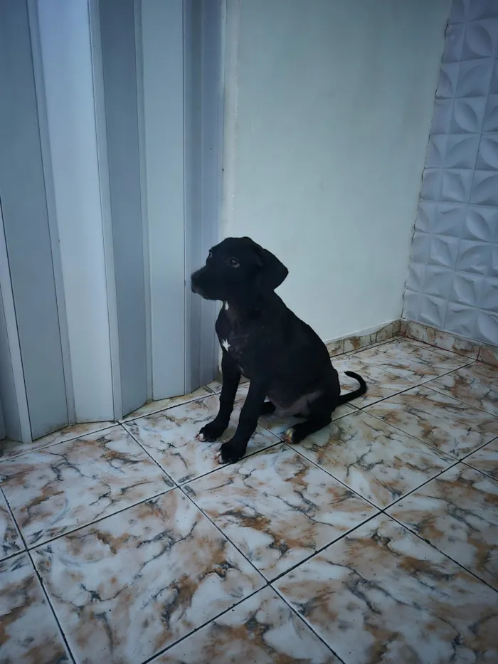 Cachorro raça Labrador idade 2 a 6 meses nome MAX