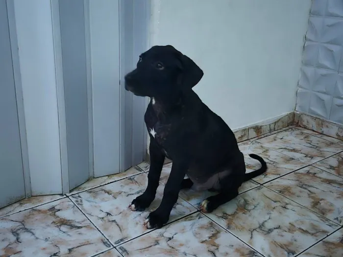Cachorro raça Labrador idade 2 a 6 meses nome MAX