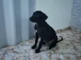 Cachorro raça Labrador idade 2 a 6 meses nome MAX