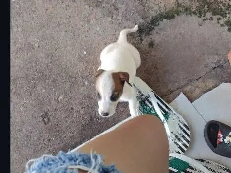 Cachorro raça SRD-ViraLata idade Abaixo de 2 meses nome Belinha