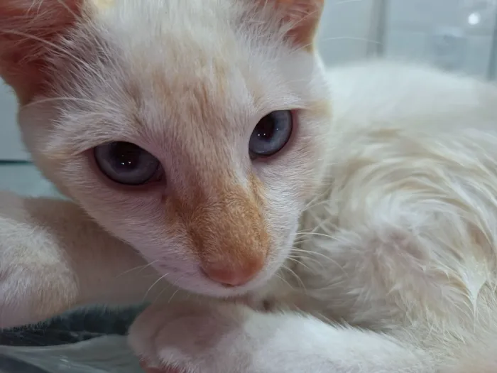 Gato raça SRD-ViraLata idade 2 a 6 meses nome Toria
