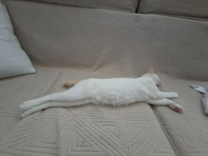 Gato raça SRD-ViraLata idade 2 a 6 meses nome Toria