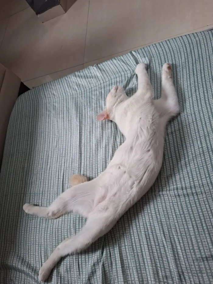 Gato raça SRD-ViraLata idade 2 a 6 meses nome Toria