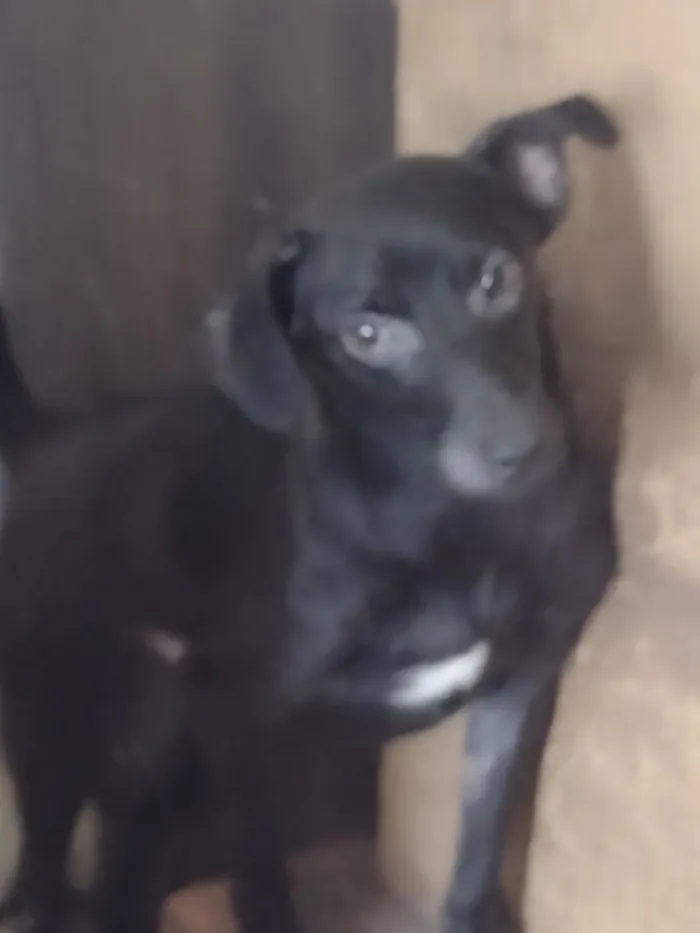Cachorro raça SRD-ViraLata idade 7 a 11 meses nome MAIZENA 