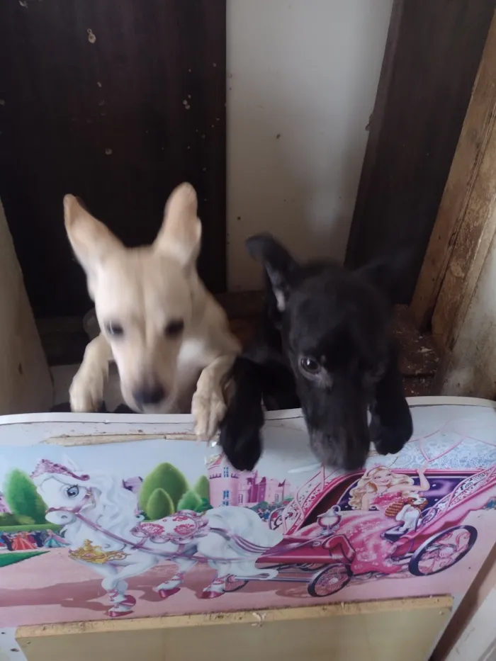 Cachorro raça SRD-ViraLata idade 7 a 11 meses nome MAIZENA 