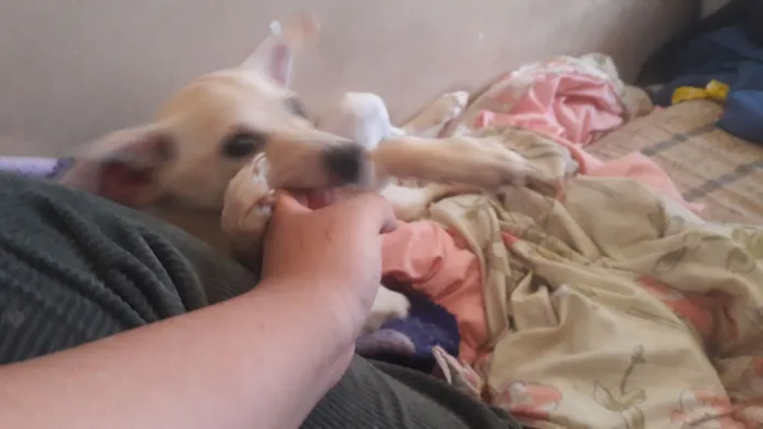 Cachorro raça SRD-ViraLata idade 7 a 11 meses nome MAIZENA 