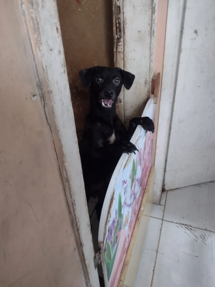 Cachorro raça SRD-ViraLata idade 7 a 11 meses nome MAIZENA 